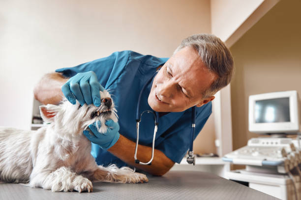 Best Emergency Tooth Extraction in Bellevue, WA